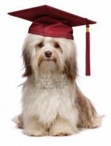 15328884-beau-chien-chocolat-diplome-havanese-avec-capuchon-rouge-isole-sur-fond-blanc.jpg
