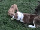 cat-friandises-pour-chien-104-2.jpg