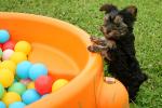 chiot-stimulation-1.jpg